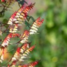 Spanish Flag Vine Mina Lobata Nature'S Wonder 10 Seeds USA Seller Spanish Flag Vine Mina Lobata Nature'S Wonder 10 Seeds USA Seller