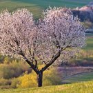 Organic Sweet Cherry Tree Prunus Avium 20 Seedsus USA Seller Organic Sweet Cherry Tree Prunus Avium 20 Seedsus USA Seller