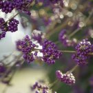 American Beautyberry Perennial Callicarpa Americana 30 Seeds USA Seller