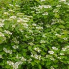 Linden Berry Shrub Cardinal Candy 10 Seedsus USA Seller