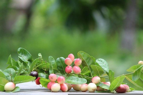 Indian Cherry Rhamnus Caroliniana Deciduous Tree 10 Seeds USA Seller