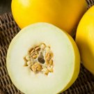 Mango Melon Heirloom Non GMO Cucumis Melo Var Chito 20 Seeds USA Seller Mango Melon Heirloom Non GMO Cucumis Melo Var Chito 20 Seeds USA Seller