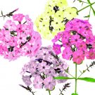 200 Pastel Phlox Drummondi Flower Seeds Mix Of Pink Salmon Yellow Rose USA Seller