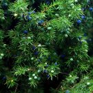 One Seeds Juniper Sacred Tree Juniperus Monosperma Medicinal 5 Seeds Evergreen USA Seller
