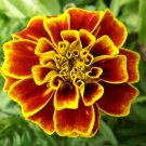Florist Choice French Marigold Tagetes Patula Durango 20 Seeds USA Seller
