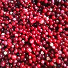 Lingonberry Vaccinium Vitis Idaea Superfruit Cold Tolerant 25 Seeds USA Seller