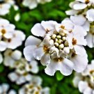 250 Empress White Candytuft Rocket Flower Seeds Iberis Amara Medicinal Plant USA Seller 250 Empress White Candytuft Rocket Flower Seeds Iberis Amara Medicinal Plant USA Seller