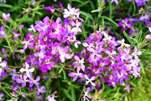 3000 Evening Scented Night Stock Matthiola Flower Seeds Bulk Lilac Pink Mix USA Seller