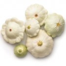 50 Early White Bush Patty Pan Scallop Squash Seeds Pattypan Vegetable USA Seller
