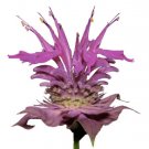 Bergamot Wild 600 Seeds Bee Balm A Perennial Medicinal Herb & Culinary Flower USA Seller