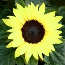 Lemon Queen Tall Sunflower 80 Seeds Yellow Non GMO Heirloom Flower USA Seller Lemon Queen Tall Sunflower 80 Seeds Yellow Non GMO Heirloom Flower USA Seller