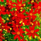 Coreopsis Red Dwarf Coreopsis Tinctoria Flower Seeds 1000 USA Seller Coreopsis Red Dwarf Coreopsis Tinctoria Flower Seeds 1000 USA Seller