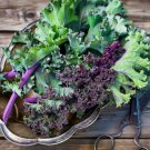 1000 Kale Seeds Red Russian Vegetable For Microgreens Or Planting Heirloom USA Seller 1000 Kale Seeds Red Russian Vegetable For Microgreens Or Planting Heirloom USA Seller