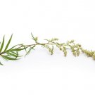 Mugwort Herb 500 Seeds: Medicinal Culinary Perennial Artemisia Vulgaris USA Seller Mugwort Herb 500 Seeds: Medicinal Culinary Perennial Artemisia Vulgaris USA Seller