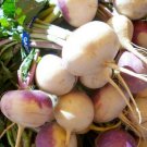 Turnip Green 650 Seeds Purple Top White Globe Non GMO Heirloom Vegetable See USA Seller Turnip Green 650 Seeds Purple Top White Globe Non GMO Heirloom Vegetable See USA Seller