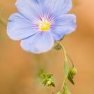 Blue Linen Flax Flower 2000 Seeds Blue Purple Linseed Perennial Wildflower USA Seller Blue Linen Flax Flower 2000 Seeds Blue Purple Linseed Perennial Wildflower USA Seller