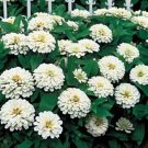 Zinnia Benary Giant White Annual Seeds USA Seller