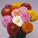 Zinnia Benary Giant Mix Annual Seeds USA Seller