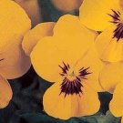 Viola Sorbet Primrose Blotch Babyface Annual Seeds USA Seller