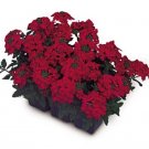 Verbena Quartz Scarlet Annual Seeds USA Seller