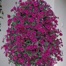 Petunia Wave Purple Annual Seeds USA Seller