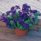 Petunia Double Cascade Blue Annual Seeds USA Seller