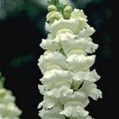 Snapdragon Rocket White Seeds USA Seller