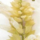 Salvia Splendens Sizzler White Seeds USA Seller