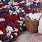 Verbena Quartz Patriot Mix Annual Seeds USA Seller