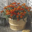 Zinnia Profusion Fire Annual Seeds USA Seller
