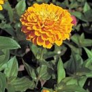 Zinnia Benary Giant Golden Yellow Annual Seeds USA Seller