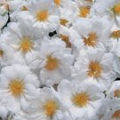 Portulaca Sundial White Annual Seeds USA Seller