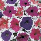 Petunia Frost Mix Seeds USA Seller