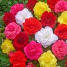 Begonia Tuberous Non Stop Pl Series Mix Seeds USA Seller