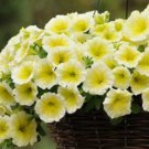 Petunia Wave Yellow Annual Seeds USA Seller