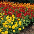 Cosmos Ladybird Mix 50 Seeds Moon Gardens Simply Grown USA Seller