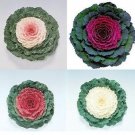 Flowering Cabbage Pigeon Mix 25 Seeds Moon Gardens Simply Grown USA Seller Flowering Cabbage Pigeon Mix 25 Seeds Moon Gardens Simply Grown USA Seller