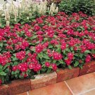 Vinca Cooler Red Annual Seeds USA Seller