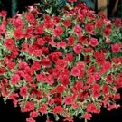 Petunia Ramblin Series Red Pelleted Seeds USA Seller