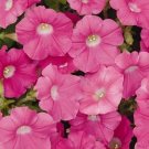 Petunia Shock Wave Rose Pelleted Seeds USA Seller Petunia Shock Wave Rose Pelleted Seeds USA Seller