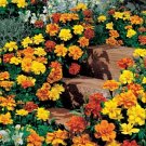 Marigold Seeds French Safari Mix Seeds USA Seller