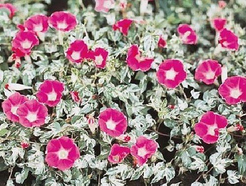 Morning Glory Ipomoea Mini Bar Rose Annual Seeds USA Seller