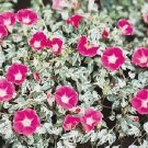 Morning Glory Ipomoea Mini Bar Rose Annual Seeds USA Seller