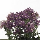 Nemesia Poetry Series Blue Annual Seeds USA Seller