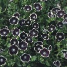 Nemophila Penny Black Annual Seeds USA Seller