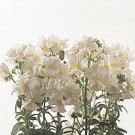 Nemesia Poetry Series White Annual Seeds USA Seller