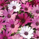 Osteospermum Passion Mix Annual Seeds USA Seller