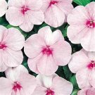 Impatiens Super Elfin Series Pink Seeds USA Seller