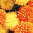 Marigold Seeds African Crackerjack Mix Annual Seeds USA Seller Marigold Seeds African Crackerjack Mix Annual Seeds USA Seller