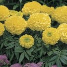 Marigold Seeds African Antigua Primrose Annual USA Seller